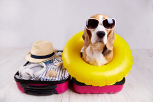 Pets, Heat, and HVAC: Keeping Your Furry Friends Cool All Summer