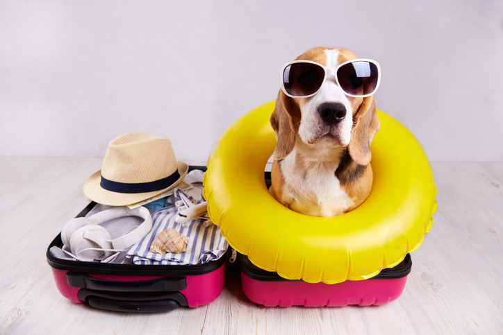 Pets, Heat, and HVAC: Keeping Your Furry Friends Cool All Summer